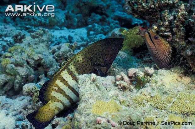 Undulated-moray-and-peacock-grouper-cooperative-hunting